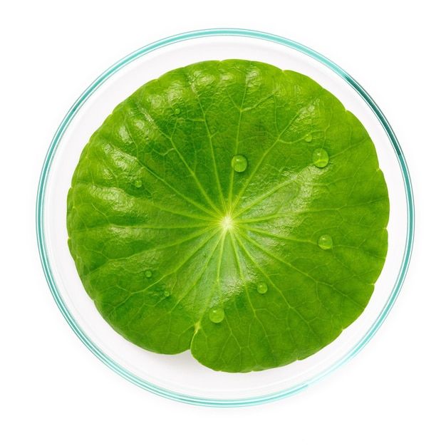 What Is Centella (Cica)? Benefits & How to Use | Llusso