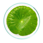 What Is Centella (Cica)? Benefits & How to Use | Llusso
