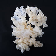 Snow Mushroom: The Botanical Ingredient That Rivals Hyaluronic Acid